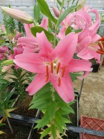 [4347 Piceno VH No02.JPG]